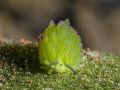   ba green sheep Costasiella sp. sp." sp" sp  
